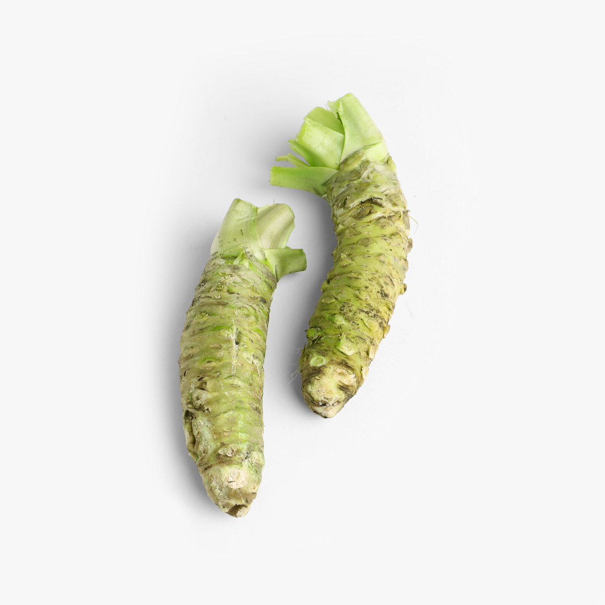 Wasabi, japansk Mazuma, fersk — bilde 3